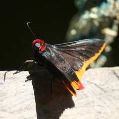 Pyrrhopyge amyclas