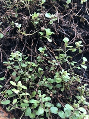 Origanum majorana
