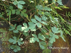 Peucedanum japonicum