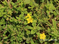 Lysimachia remota
