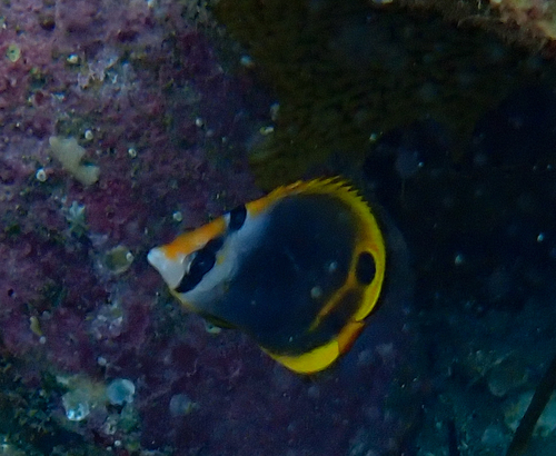 Chaetodon flavirostris observed 2026-10-12