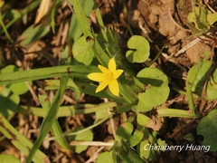 Hypoxis aurea