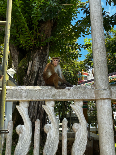 Toque Macaque
