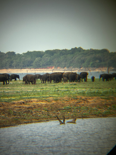 Asian Elephant