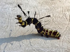 Tinolius eburneigutta