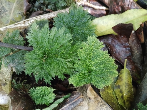 Dendrohypopterygium filiculiforme observed 2026-10-12