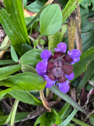 common selfheal