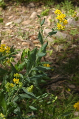 Senecio odoratus