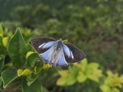 Tajuria maculata