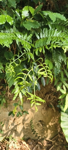 Angiopteris lygodiifolia observed 2026-10-12