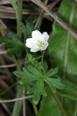 Geranium gardneri