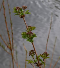Sambucus kamtschatica