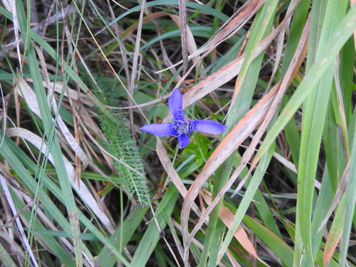 Fringe-flowered Gentian