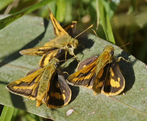 Yellow-banded Dart photo 3