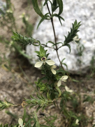 Tetramerium nervosum observed 2026-10-11