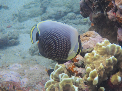 Chaetodon reticulatus observed 2026-10-09