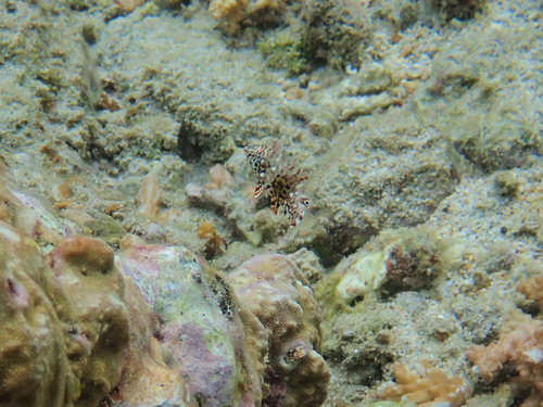 Macropharyngodon meleagris observed 2026-10-09