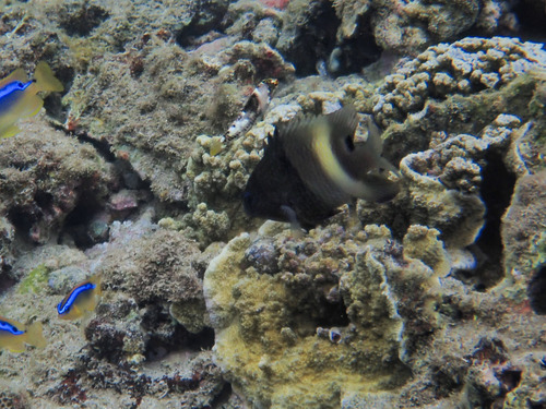 Stegastes albifasciatus observed 2026-10-09