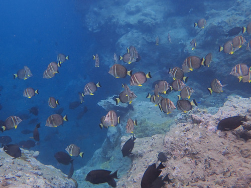 Acanthurus guttatus observed 2026-10-09