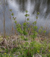 Sambucus kamtschatica