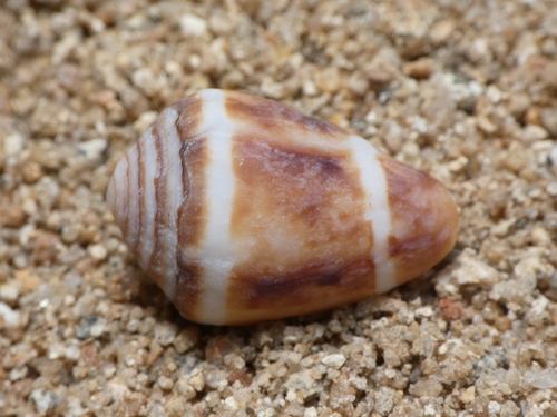 Conus coronatus observed 2026-10-12