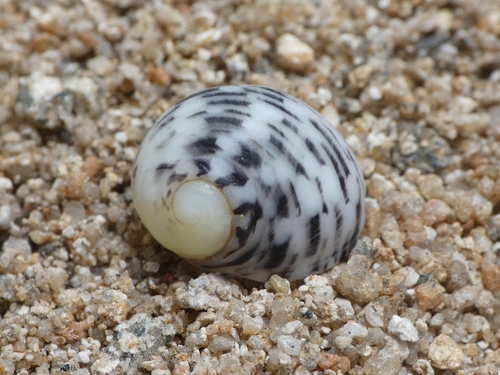Nerita chamaeleon observed 2026-10-12