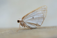 Lomographa glomeraria