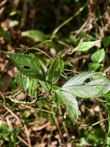 Helwingia japonica observed 2026-09-22