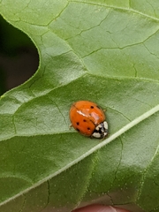 Harmonia axyridis