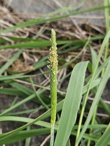 Alopecurus geniculatus observed 2026-10-11