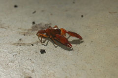 Engaeus tuberculatus