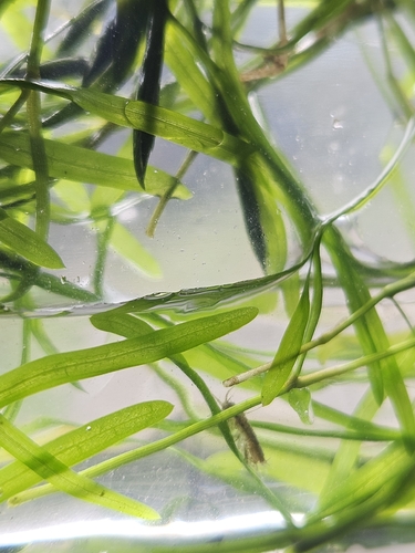 Potamogeton berchtoldii, 2026-10-11