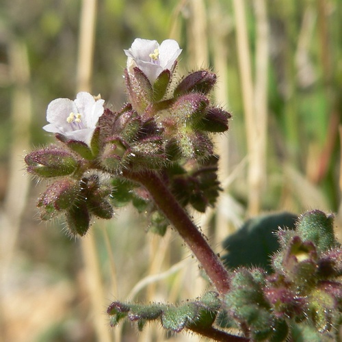 sky-blue phacelia