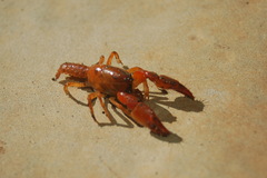 Engaeus tuberculatus