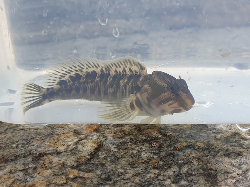 Freshwater Blenny