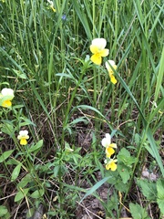 Viola tricolor