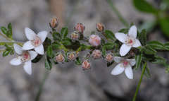 Cyanothamnus nanus pubescens