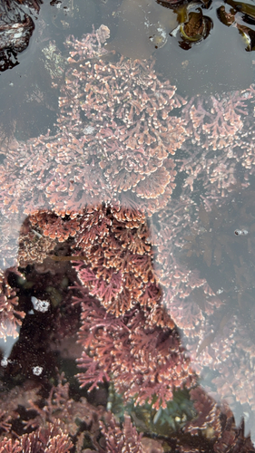 Calliarthron tuberculosum observed 2026-10-09