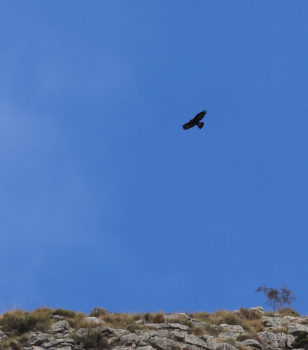 Golden Eagle