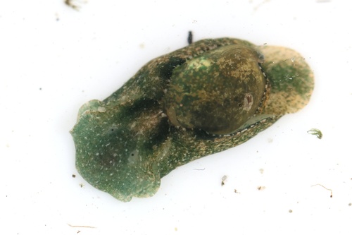 Haminoea virescens, 2026-10-10