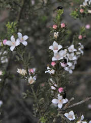 Cyanothamnus anemonifolius anemonifolius