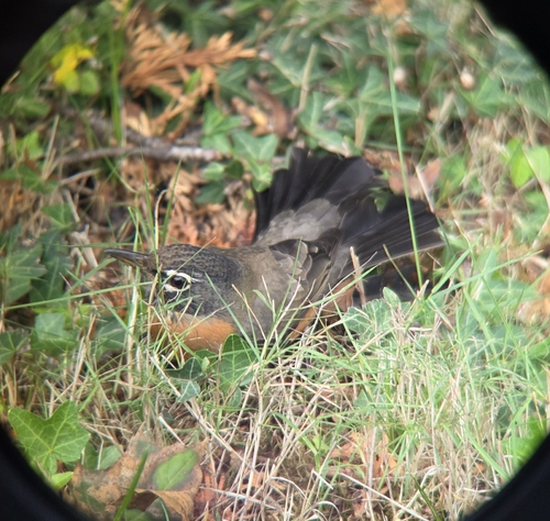 American Robin