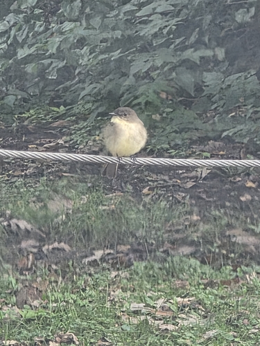 Eastern Phoebe