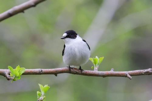 iNaturalist image
