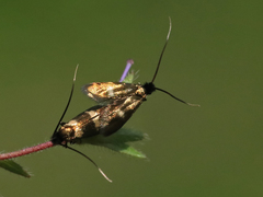Cauchas fibulella