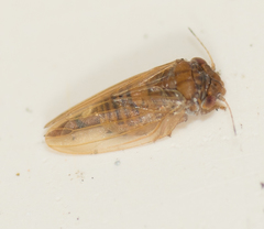 Ctenarytaina longicauda