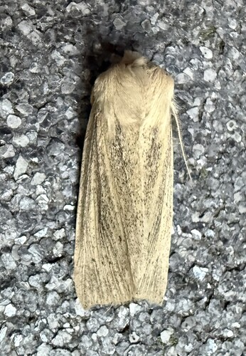 Large Wainscot Moth, 3925 Scherpenzeel, Nederland, photo 9 of 10