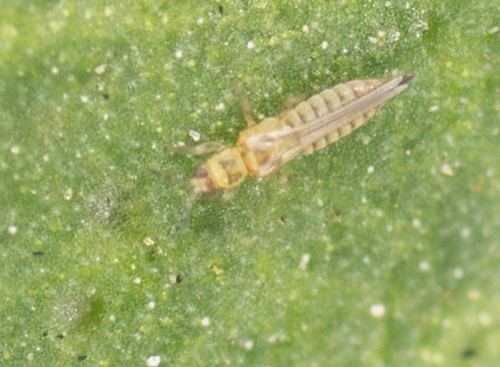 Thripidae