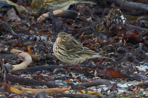 iNaturalist image