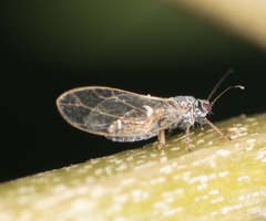 Bactericera cockerelli